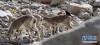 黄嘴山鸦停在岩羊背上（5月8日摄）。新华社记者 普布扎西 摄 图片来源：新华网