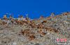 炉霍县境内发现成群的国家一级野生保护野生动物白唇鹿。东洪泽玖 摄