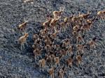 摄影师突遇百余只国家一级野生保护动物白唇鹿