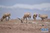5月16日，一群藏羚羊在可可西里地区活动。
