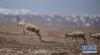 5月15日，几只藏羚羊在可可西里地区活动。