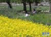 在位于拉萨市柳梧乡达东村的油菜花田里，一名游客在给孩子拍照（6月25日摄）。