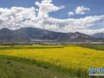 西藏：拉萨河谷油菜花开