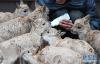 7月7日，三江源国家公园管理局长江源园区可可西里管理处卓乃湖保护站的工作人员才文多杰在给藏羚羊幼仔喂奶。