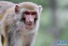 西藏山南达古峡谷风景区的藏猕猴（7月28日摄）。新华社记者 张汝锋 摄