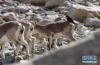 在珠峰大本营附近，一只黄嘴山鸦停在岩羊背上（5月8日摄）。 新华社记者 晋美多吉 摄