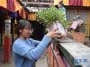 格桑旺姆用花草装饰自己家（8月3日摄）。新华社记者 李贺 摄