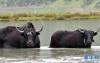 牦牛在“沐浴”（8月14日摄）。新华社记者 觉果 摄