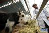 在西藏昌都市类乌齐县滨达乡央宗村牦牛短期育肥示范基地，养殖人员在给牛喂饲料（9月21日摄）。