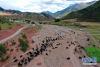 西藏昌都市类乌齐县滨达乡央宗村牦牛短期育肥示范基地的牦牛（9月21日摄，无人机照片）。