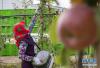 9月23日，来自双湖县措折强玛乡才玛荣村的搬迁群众嘎玛在采摘苹果。