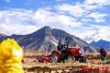 近日，西藏自治区日喀则市南木林县艾玛乡进入土豆收获季，田间地头有着村民收获土豆的忙碌身影。