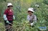 西藏昌都察雅县卡贡乡卡贡村村民在苗圃产业基地进行除草作业（9月28日摄）。