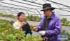 曲拉（左）在温室大棚里给乡亲讲解蔬菜种植技巧（9月25日摄）。新华社记者 晋美多吉 摄