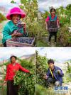西藏昌都市左贡县中林卡乡若巴村村民在万亩葡萄园里采摘葡萄（9月13日摄，拼版照片）。 新华社记者 普布扎西摄