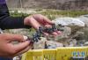 西藏昌都市左贡县中林卡乡若巴村村民展示在万亩葡萄园里采摘的葡萄（9月13日摄）。新华社记者 普布扎西摄