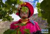 西藏昌都市左贡县中林卡乡若巴村村民在万亩葡萄园里采摘葡萄（9月13日摄）。 新华社记者 普布扎西摄