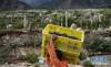 西藏昌都市左贡县中林卡乡若巴村村民在万亩葡萄园里搬运葡萄（9月13日摄）。 新华社记者 普布扎西摄