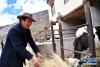 在西藏昌都市芒康县纳西民族乡三江农民专业合作社，扎西旺堆在喂牛（5月4日摄）。 新华社记者 詹彦 摄
