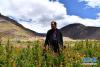 在西藏昌都市芒康县纳西民族乡三江农民专业合作社，扎西旺堆在苗圃里查看石榴树苗的生长情况（5月4日摄）。 新华社记者 詹彦 摄