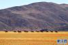 阿里境内的藏野驴（10月13日摄）。新华网 张宸 摄