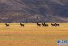  阿里境内的藏野驴（10月13日摄）。新华网 张宸 摄