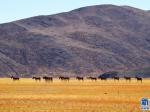 西藏阿里：藏野驴撒欢