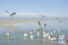 这是7月30日在青海湖拍摄的水鸟。新华社记者 吕雪莉 摄