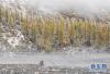 这是10月21日在玛嘉沟拍摄的白雪和雾气掩映下的彩林。新华社记者 江宏景 摄