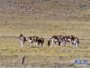 这是10月30日在青海省果洛藏族自治州境内拍摄的一群藏野驴。新华社记者 张龙 摄
