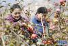 在林芝市米林县羌纳乡西藏林芝现代苹果标准化园区，务工人员在采摘苹果（11月22日摄）。新华社记者 张汝锋 摄