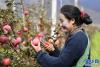 在林芝市米林县羌纳乡西藏林芝现代苹果标准化园区，务工人员在采摘苹果（11月22日摄）。新华社记者 张汝锋 摄
