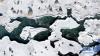 12月10日，黑河与冰雪相映成画（无人机照片）。