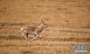 12月17日在青海海北刚察县哈尔盖镇的草原上拍摄的普氏原羚。