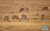 12月17日在青海海北刚察县哈尔盖镇的草原上拍摄的普氏原羚。