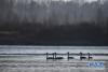 12月11日，几只大天鹅在青海省贵德县境内的黄河里游弋。