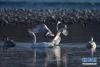 12月11日，几只大天鹅在青海省贵德县境内的黄河里嬉戏。