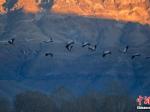 高原“吉祥鸟”黑颈鹤在拉萨林周县越冬觅食
