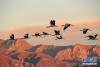 黑颈鹤在拉萨市林周县黑颈鹤自然保护区上空飞翔（2019年1月1日摄）。新华社记者 张汝锋 摄
