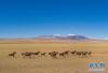 这是在羌塘国家级自然保护区拍摄的藏野驴（2019年12月23日摄，无人机照片）。新华社记者 孙非 摄