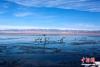 图为飞翔的水鸟与波光粼粼的湖水构成一幅幽静的油画。 赵海梅 摄