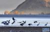在西藏拉萨市林周县卡孜水库栖息的黑颈鹤（2021年1月3日摄）。新华社记者 张汝锋 摄