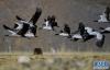 黑颈鹤在自然保护区里飞翔（2021年1月3日摄）。新华社记者 张汝锋 摄