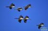 黑颈鹤在自然保护区上空飞翔（2021年1月3日摄）。新华社记者 张汝锋 摄