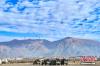 1月4日，西藏军区炮兵、陆航、工化等劲旅火力全开，在海拔3600多米的高原练兵场上进行训练，上演了一场精彩的立体突击演练，吹响了练兵备战的新年号角。图为开训动员大会现场。 路建 摄