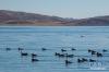 这是1月10日拍摄的羊卓雍错湖面上的水鸟。