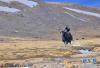 藏北高原上的野牦牛（1月15日摄）。