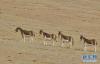 藏北高原上的藏野驴（1月15日摄）。