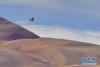 一只红隼在藏北高原上飞翔（1月16日摄）。