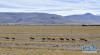 藏北高原上的藏原羚（1月15日摄）。